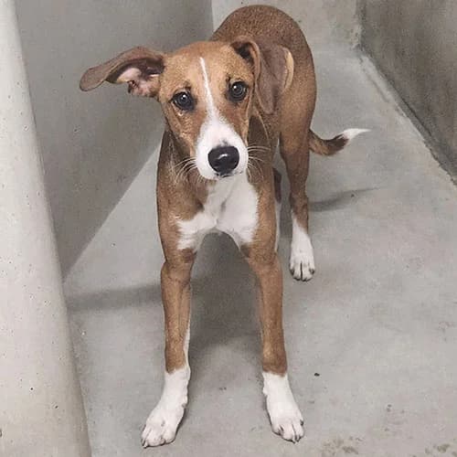 SNOOPY, BICOLORE - FAUVE CHARBONNE - BLANC male puppy Podenco for adoption at SPA de Lyon et du Sud-Est