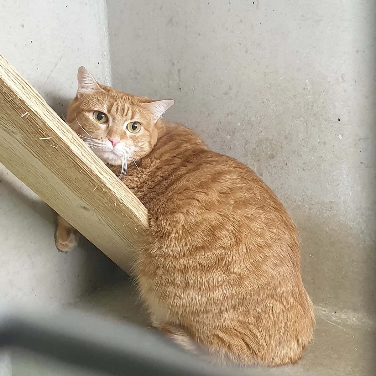 CHANA, Tigré roux female 5yo European Shorthair for adoption at SPA de Lyon et du Sud-Est