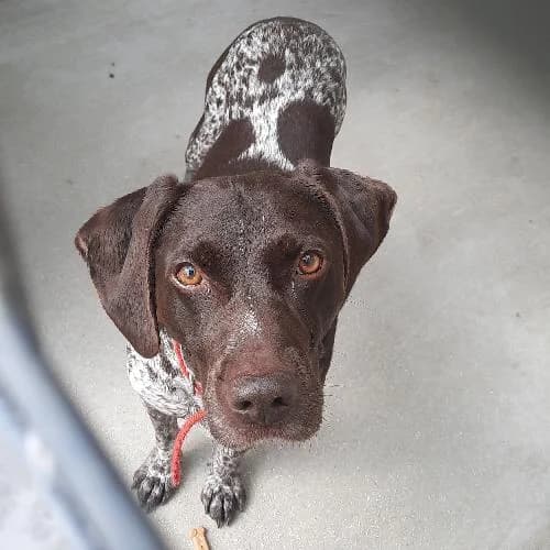NORTON, BICOLORE MARRON TRUITE senior Pointer for adoption at SPA de Lyon et du Sud-Est