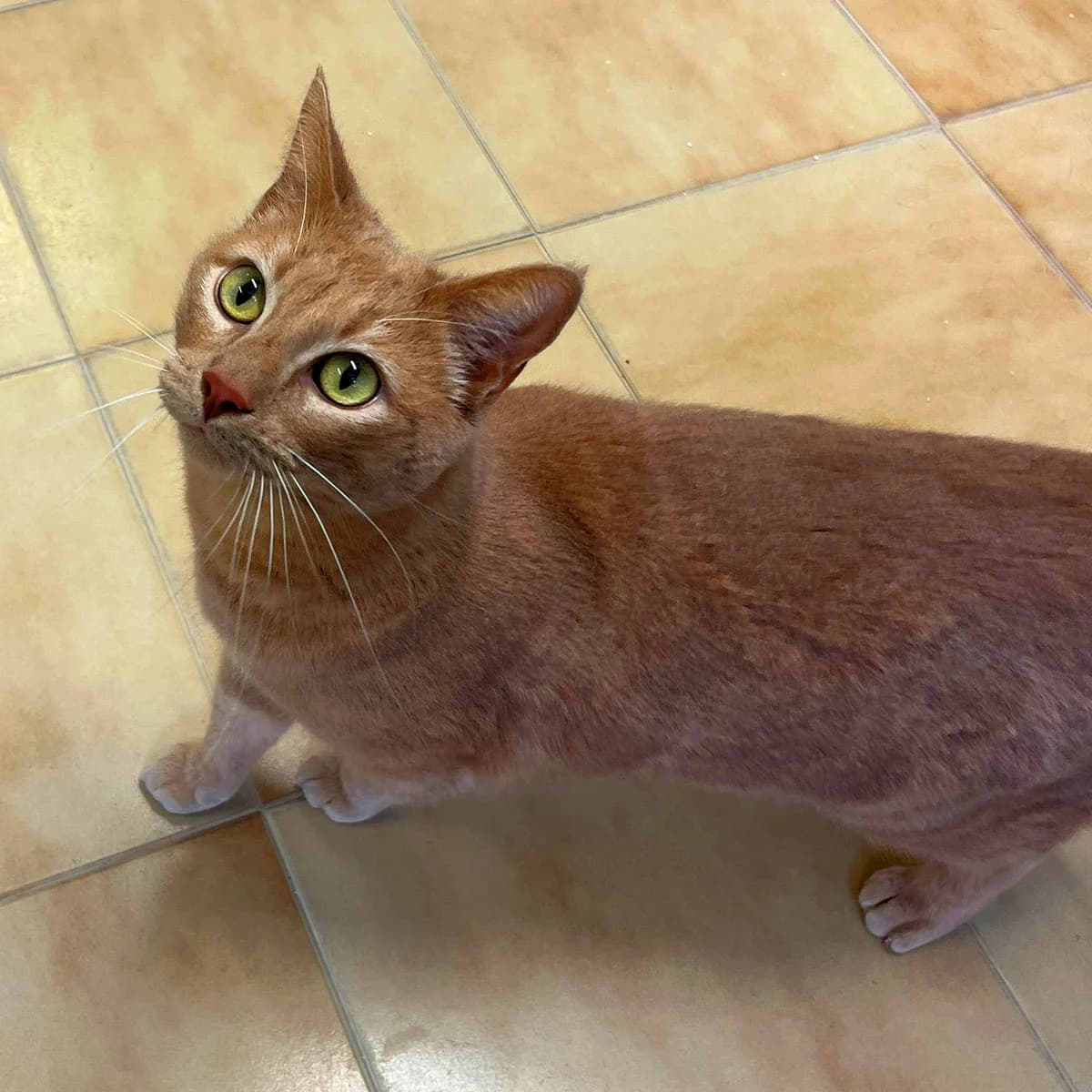 MORO, ROUX 3yo European Shorthair for adoption at SPA de Lyon et du Sud-Est