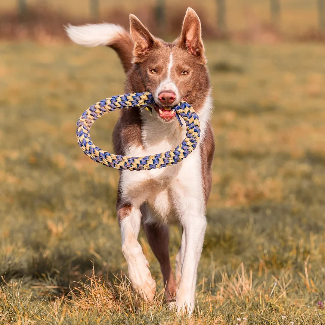 TAYCO, BICOLORE - GRIS - BLANC male 3yo Border Collie for adoption at SPA de Lyon et du Sud-Est