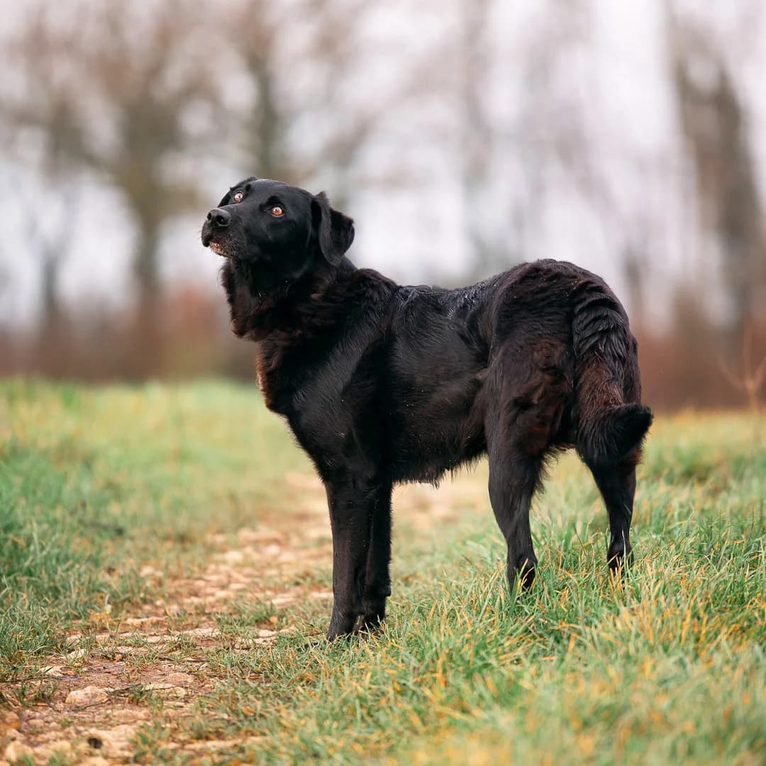 ROSA, BICOLORE - NOIR - BLANC female senior Labrador Retriever for adoption at SPA de Lyon et du Sud-Est