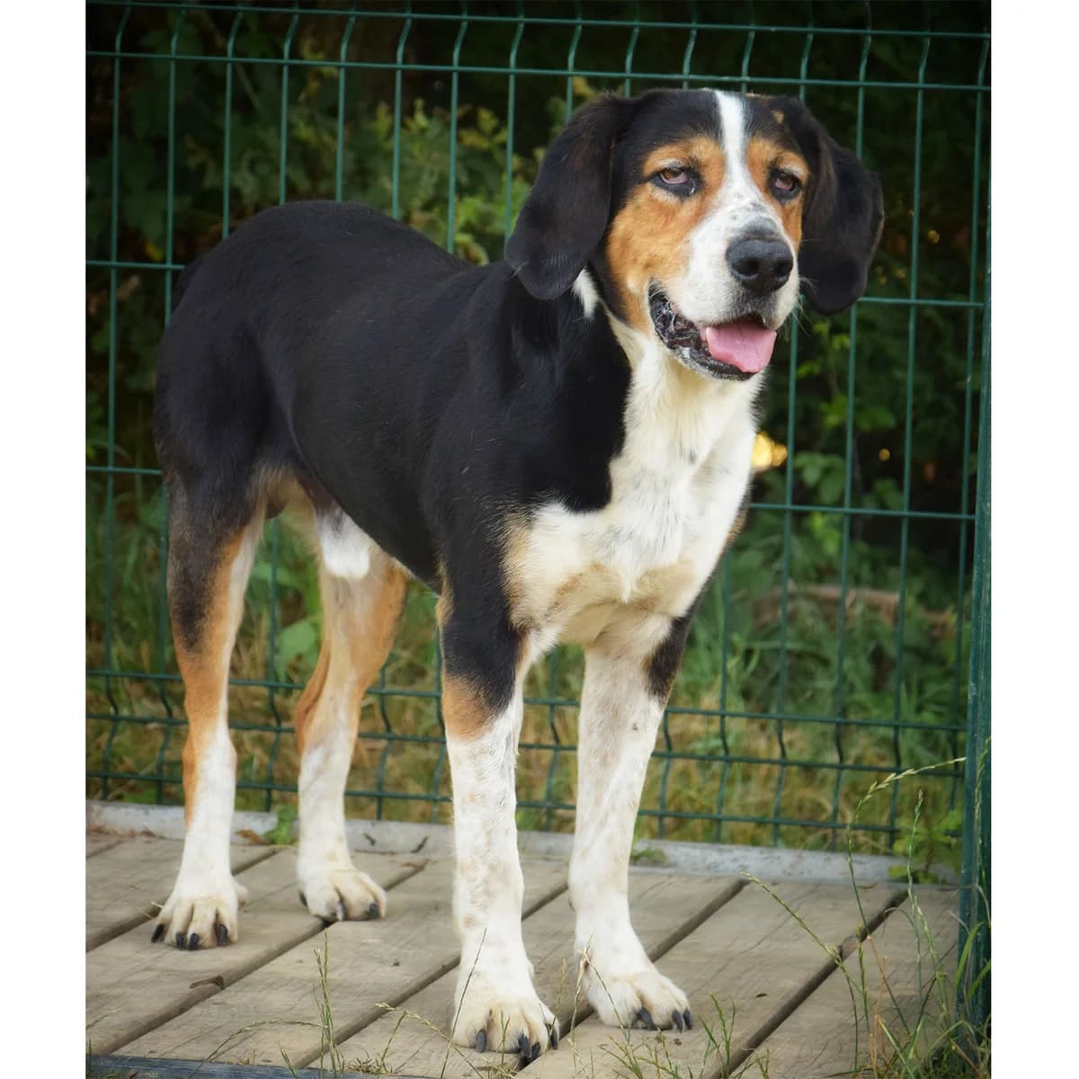 MAGNUM, TRICOLORE male senior mixed breed for adoption at SPA de Lyon et du Sud-Est