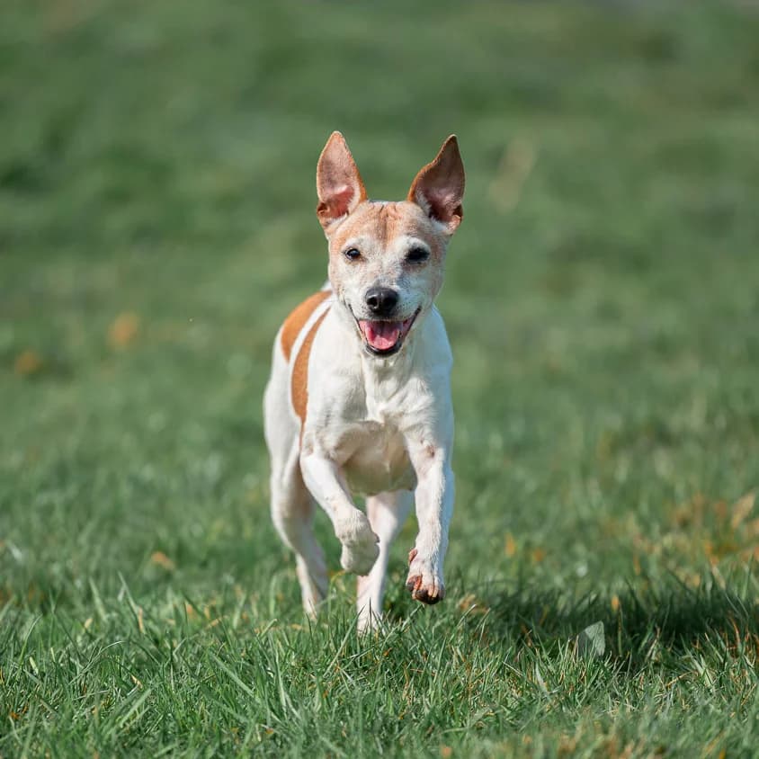 LINA, BICOLORE - MARRON - BLANC female senior Jack Russell Terrier for adoption at SPA de Lyon et du Sud-Est