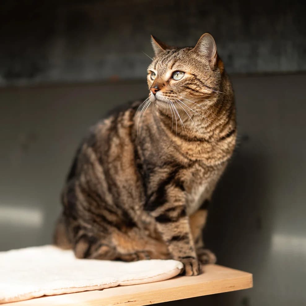 RAJAH, TIGRE male 7yo mixed breed for adoption at SPA de Lyon et du Sud-Est