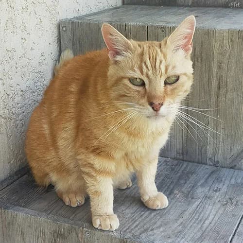 VESUVE, ROUX male senior mixed breed for adoption at SPA de Lyon et du Sud-Est