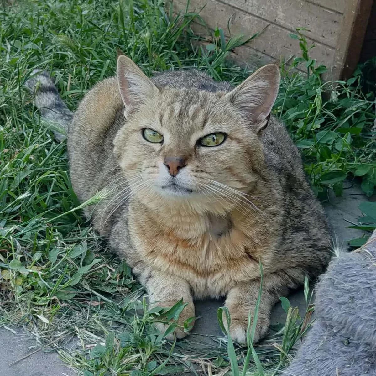 FIONA, TIGRE female senior mixed breed for adoption at SPA de Lyon et du Sud-Est