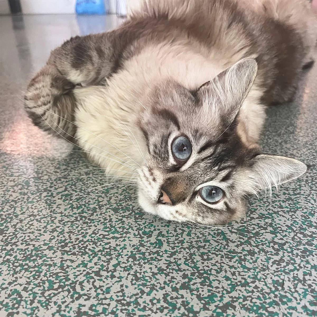 GRIZZLY, Mixed Breed for adoption at SPA de Lyon et du Sud-Est