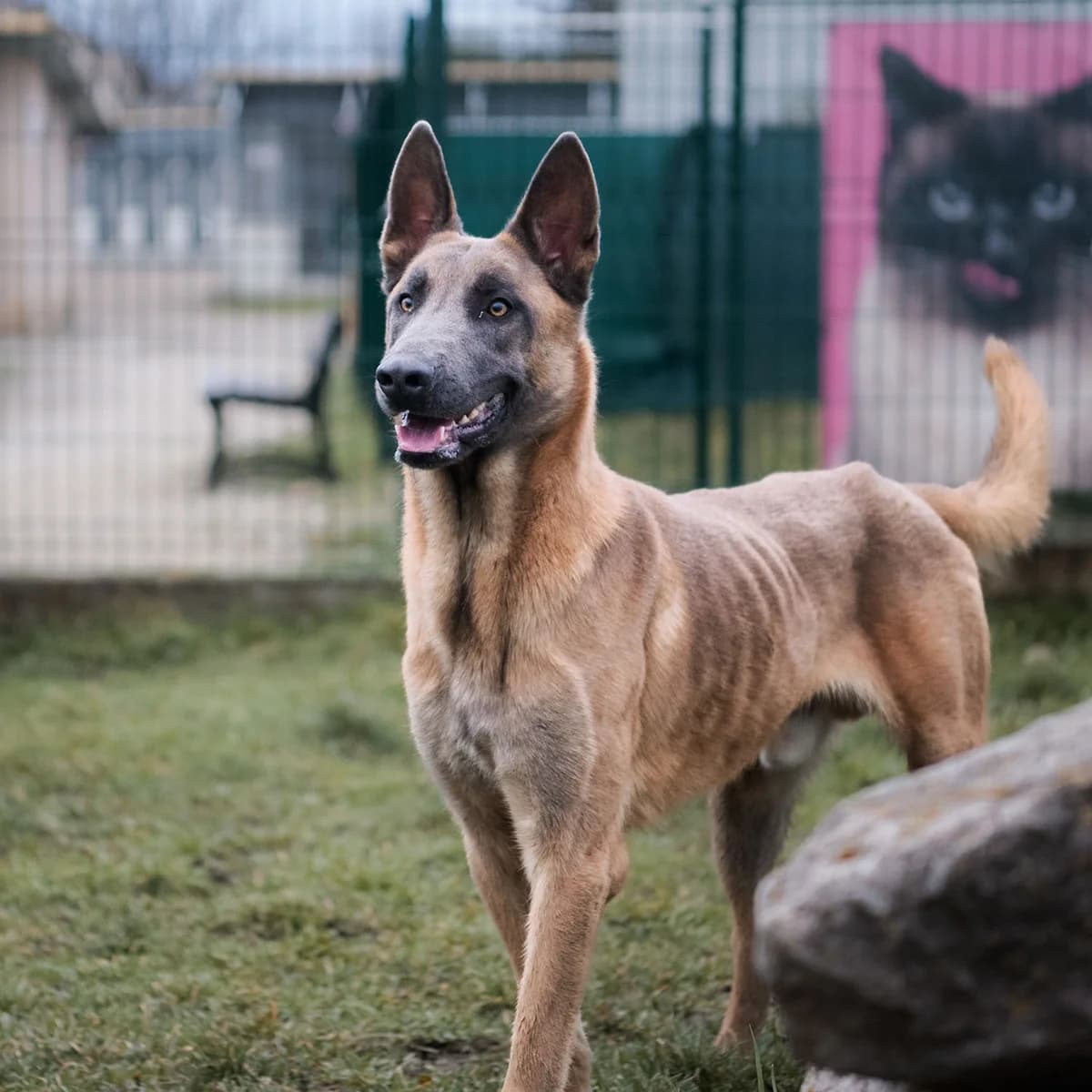 YOKI EX ORUS, FAUVE male Belgian Malinois for adoption at SPA de Lyon et du Sud-Est
