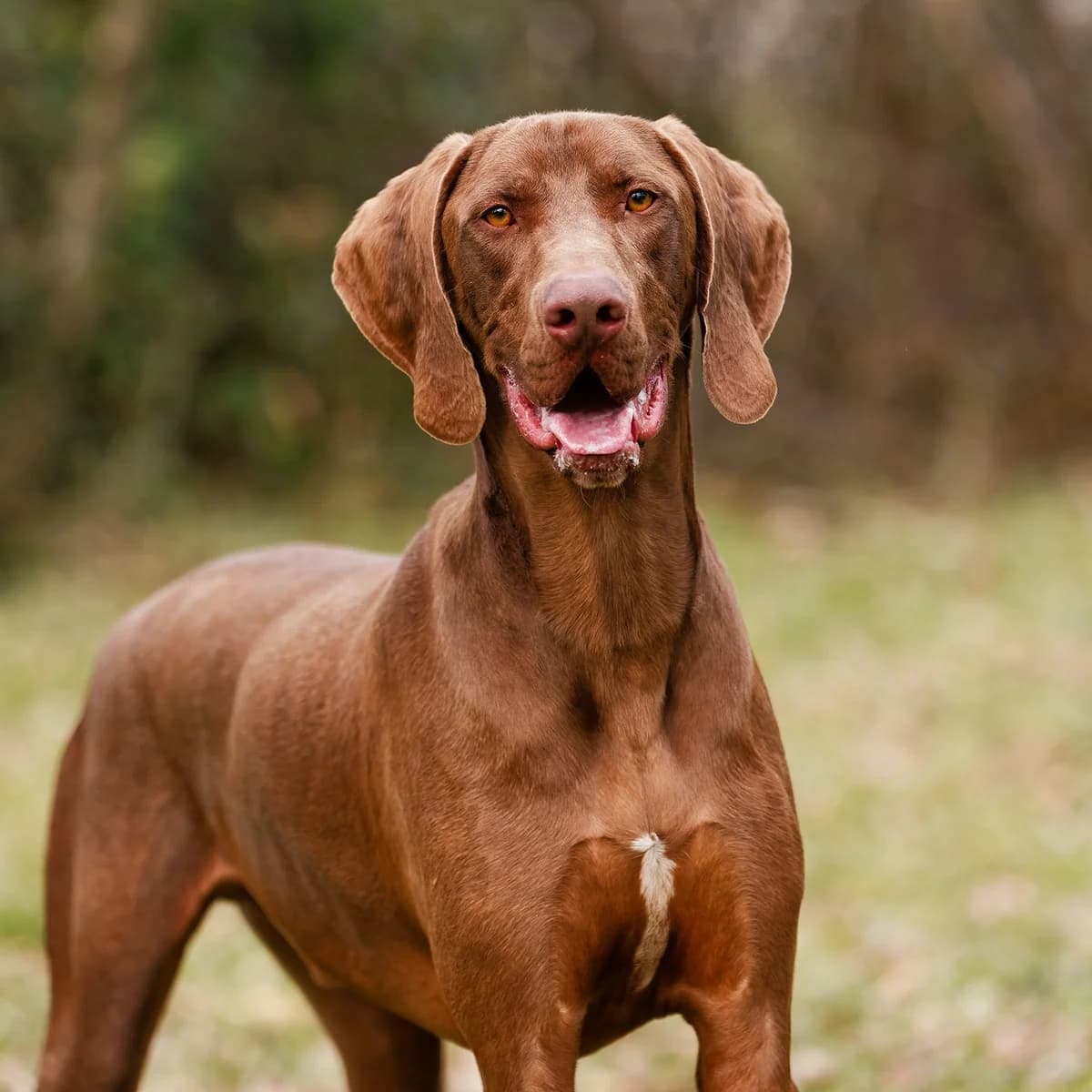 BRACO, MARRON male Pointer for adoption at SPA de Lyon et du Sud-Est
