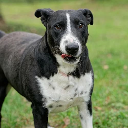 REX, BICOLORE - NOIR - BLANC male Bull Terrier for adoption at SPA de Lyon et du Sud-Est