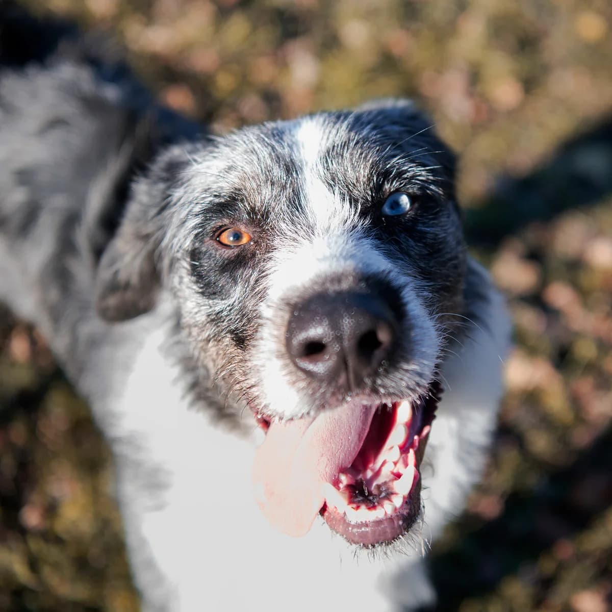 TANGO EX DJACK, MERLE male Australian Shepherd for adoption at SPA de Lyon et du Sud-Est