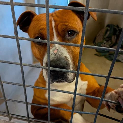 SONNY, BICOLORE - MARRON - BLANC male 4yo American Staffordshire Terrier for adoption at SPA de Lyon et du Sud-Est