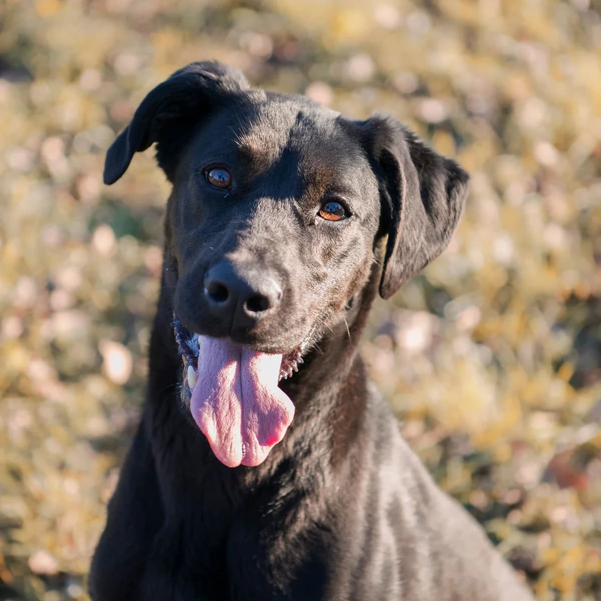 VICTOIRE, NOIR female 3yo Labrador Retriever for adoption at SPA de Lyon et du Sud-Est