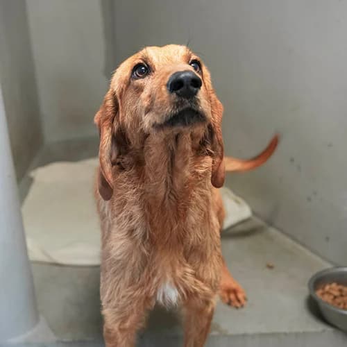 CHURROS, BICOLORE - FAUVE - ROUX male 3yo mixed breed for adoption at SPA de Lyon et du Sud-Est