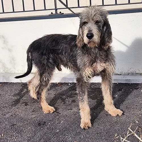 ATCHOUM, BICOLORE - NOIR - MARRON male senior mixed breed for adoption at SPA de Lyon et du Sud-Est