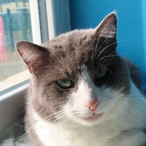 BAOU, BICOLORE - GRIS - BLANC male 6yo mixed breed for adoption at SPA de Lyon et du Sud-Est