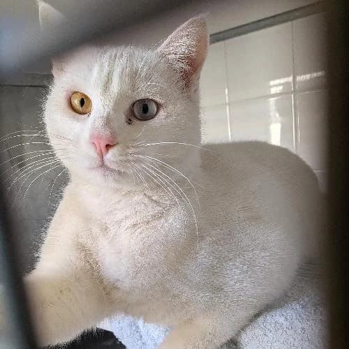 DAÏ, BLANC male 3yo mixed breed for adoption at SPA de Lyon et du Sud-Est