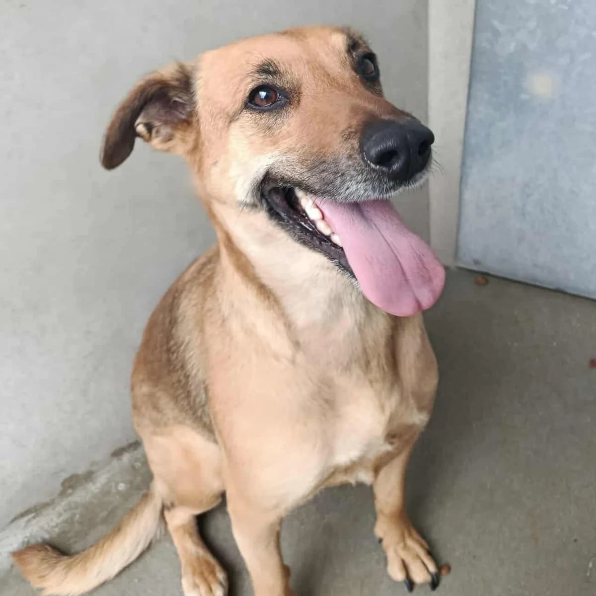 LYA, FAUVE female 4yo mixed breed for adoption at SPA de Lyon et du Sud-Est