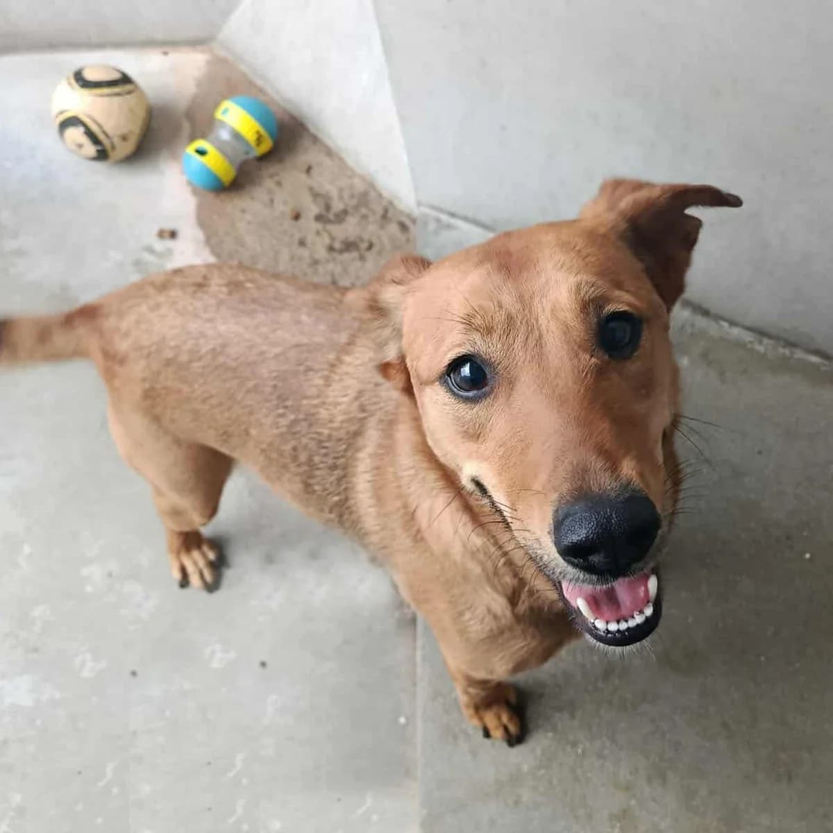 ROKXY, FAUVE female 4yo mixed breed for adoption at SPA de Lyon et du Sud-Est