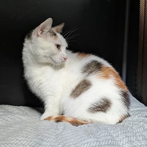 MISTINGUETTE, BICOLORE - BLANC - ROUX female 5yo mixed breed for adoption at SPA de Lyon et du Sud-Est