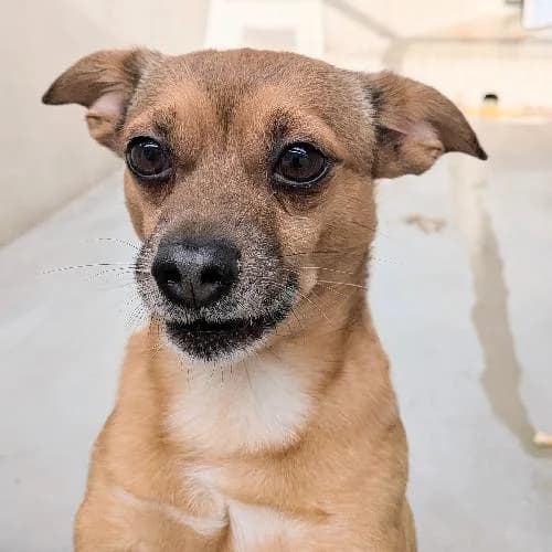 ROXSI, FAUVE CHARBONNE male Chihuahua for adoption at SPA de Lyon et du Sud-Est