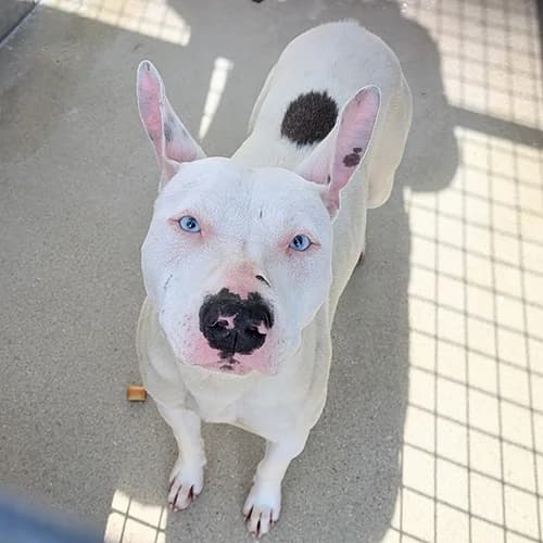ATHENA, BICOLORE - BLANC - NOIR female Bull Terrier for adoption at SPA de Lyon et du Sud-Est