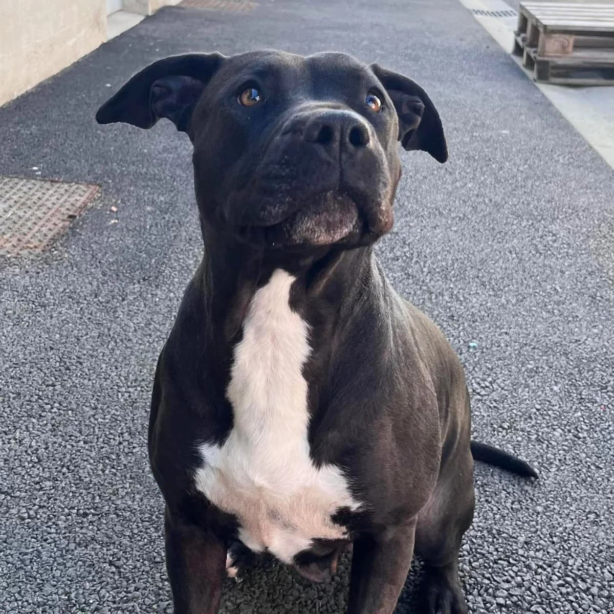 LANAH, BICOLORE - NOIR - BLANC female 3yo Mixed Breed for adoption at SPA de Lyon et du Sud-Est