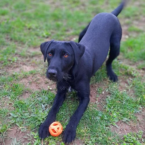 JACK EX BLACK EX WILLY, NOIR male 3yo mixed breed for adoption at SPA de Lyon et du Sud-Est