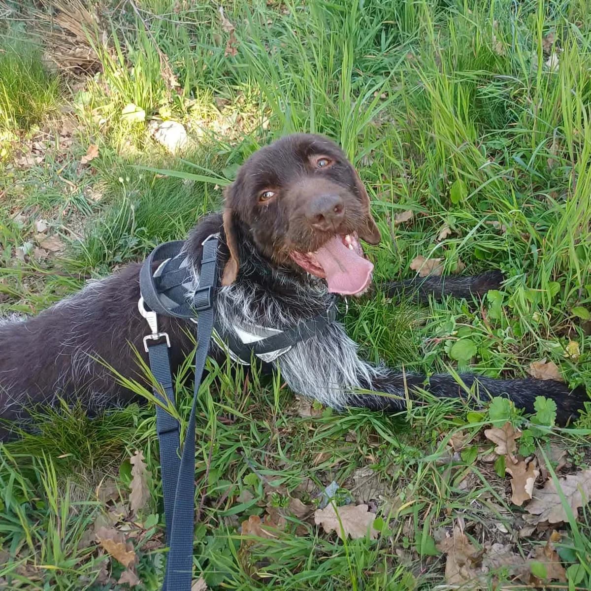 SALTO, BICOLORE - MARRON - GRIS male 4yo mixed breed for adoption at SPA de Lyon et du Sud-Est