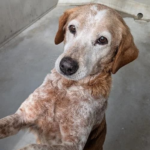 ISLANDE, BICOLORE - BEIGE - BLANC female Brittany Spaniel for adoption at SPA de Lyon et du Sud-Est