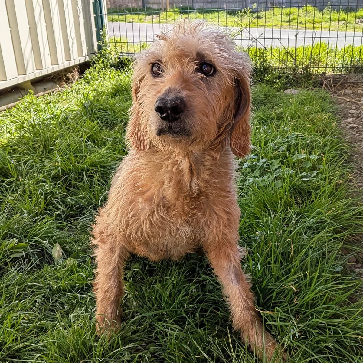 JAVA, FAUVE female senior mixed breed for adoption at SPA de Lyon et du Sud-Est