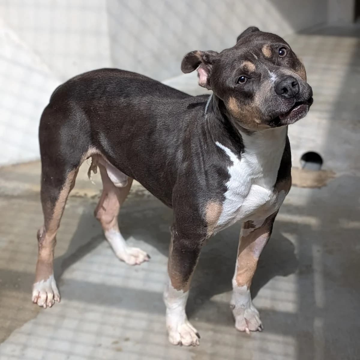 SHAYTON, TRICOLORE - BLEU male 4yo American Staffordshire Terrier for adoption at SPA de Lyon et du Sud-Est