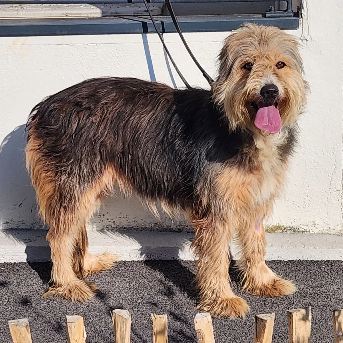 WIKO, BICOLORE - FAUVE - NOIR female Collie for adoption at SPA de Lyon et du Sud-Est