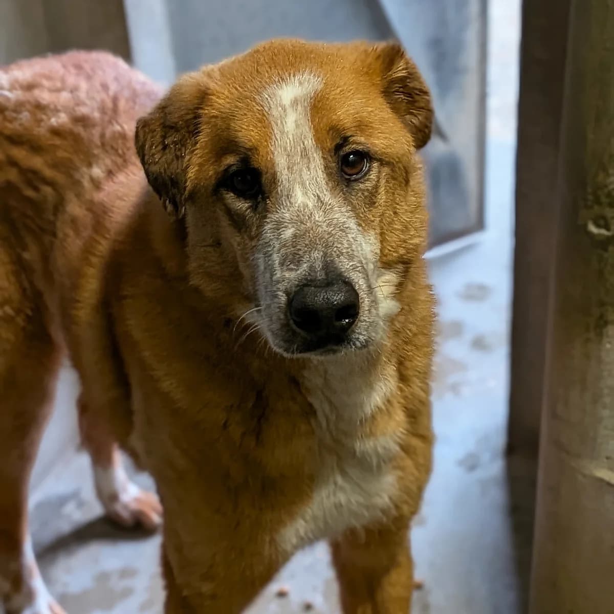 SIMBA, FAUVE male 4yo Border Collie for adoption at SPA de Lyon et du Sud-Est