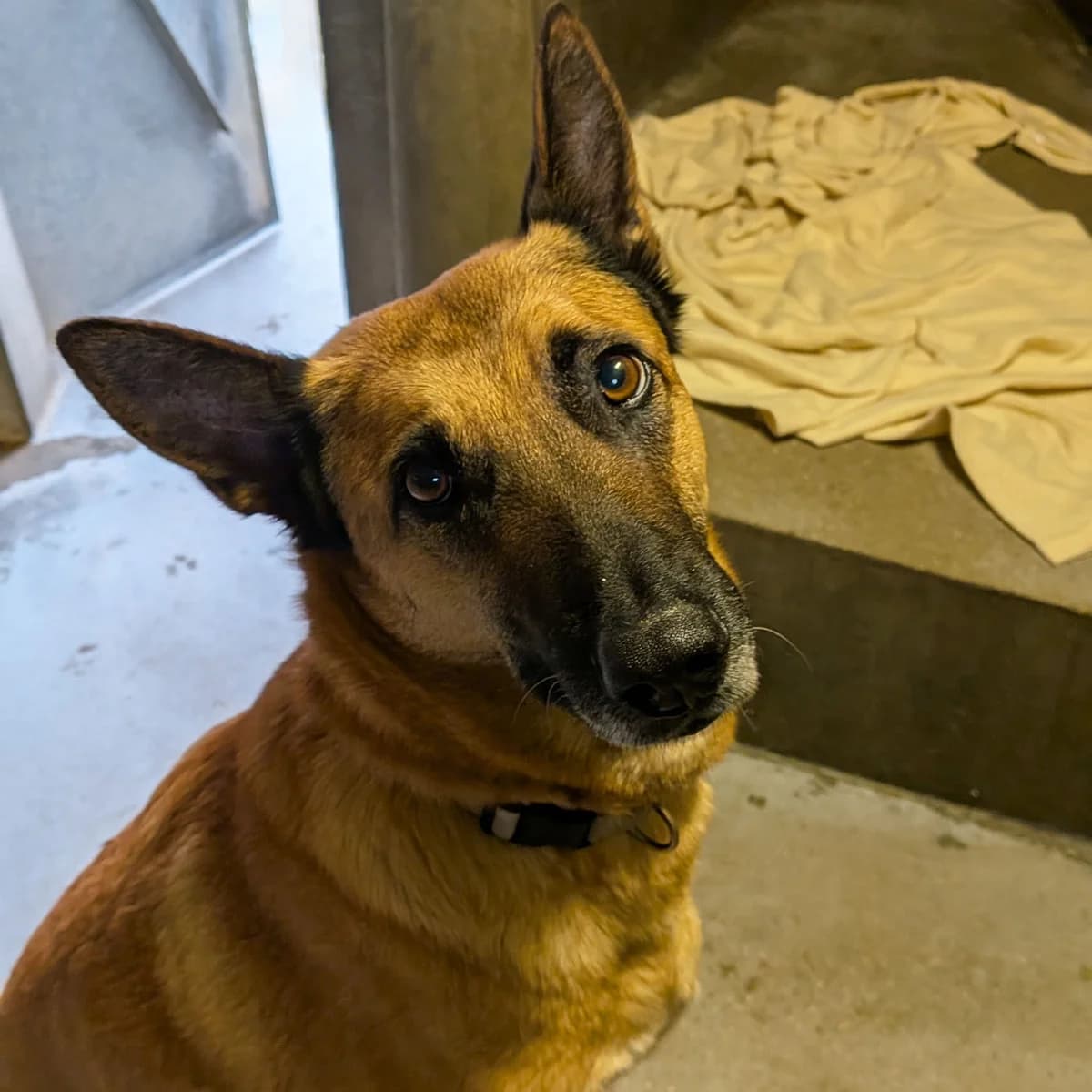 TINA, BICOLORE - FAUVE - NOIR female senior Belgian Malinois for adoption at SPA de Lyon et du Sud-Est