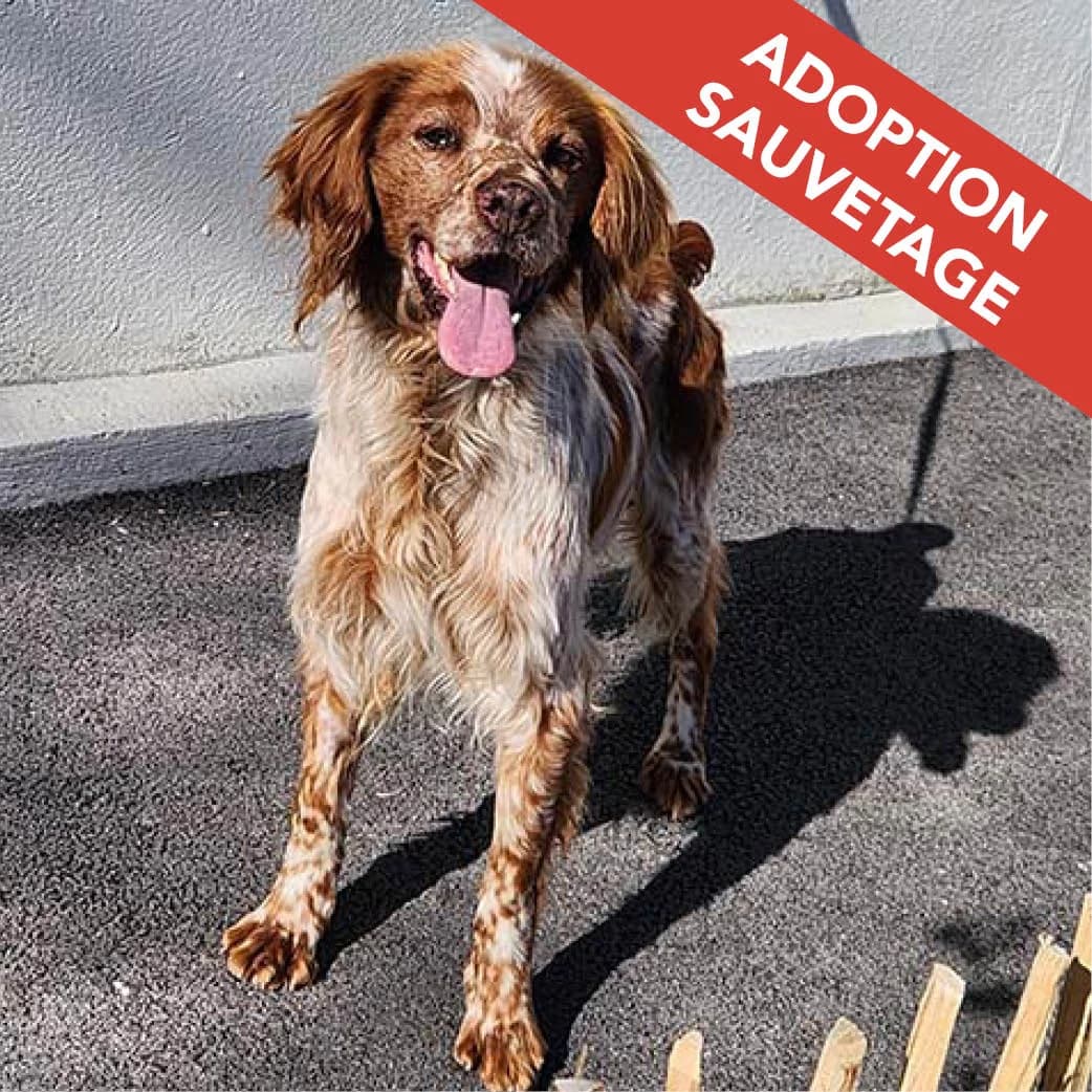 LEGO, BICOLORE - MARRON - BLANC male Brittany Spaniel for adoption at SPA de Lyon et du Sud-Est