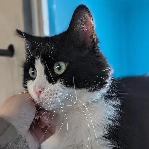 BYRON, BICOLORE - NOIR - BLANC male 3yo mixed breed for adoption at SPA de Lyon et du Sud-Est