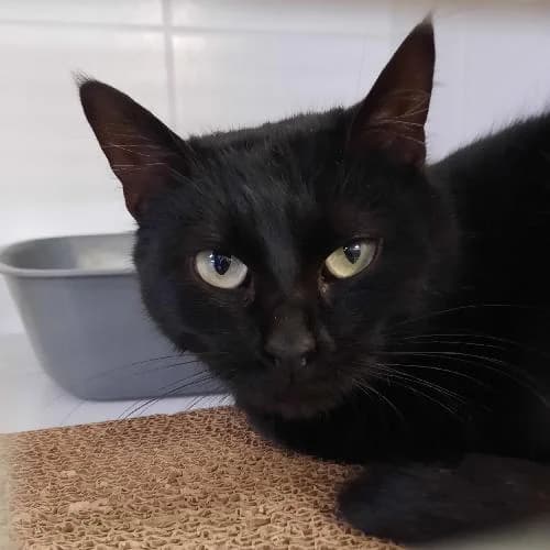 JADE, NOIR female senior mixed breed for adoption at SPA de Lyon et du Sud-Est