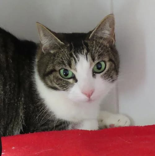 NEKO, BICOLORE - TIGRE - BLANC female senior mixed breed for adoption at SPA de Lyon et du Sud-Est