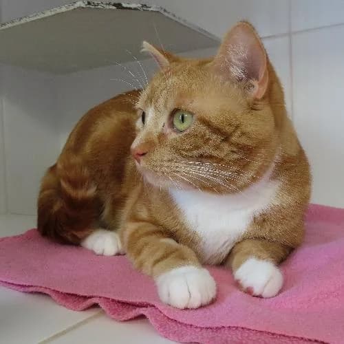 SIMBA, BICOLORE - TIGRE ROUX - BLANC male young mixed breed for adoption at SPA de Lyon et du Sud-Est
