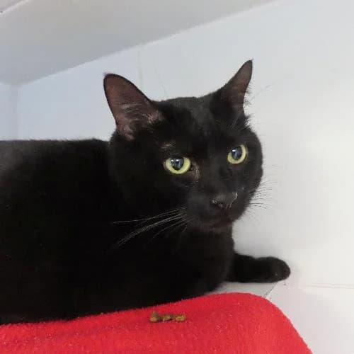 PATRICK, NOIR male 6yo mixed breed for adoption at SPA de Lyon et du Sud-Est