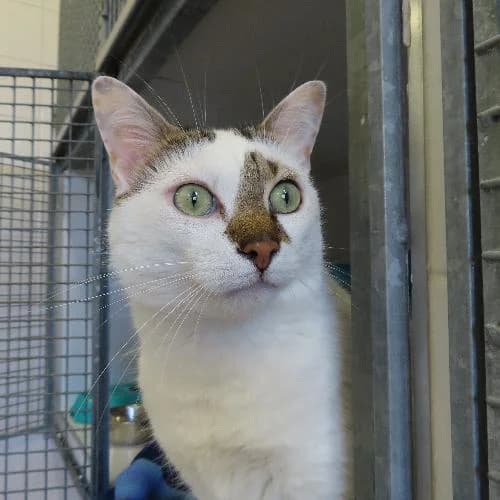 OBELIX DIT OBI, BICOLORE - BLANC - TIGRE male 7yo mixed breed for adoption at SPA de Lyon et du Sud-Est