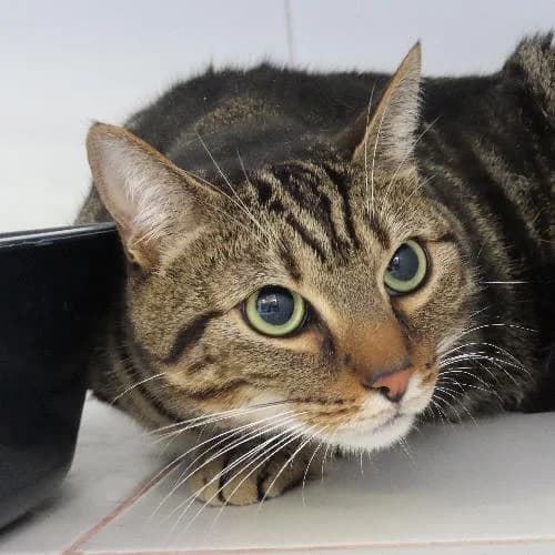 MARIO OU MINOU, TIGRE male young mixed breed for adoption at SPA de Lyon et du Sud-Est