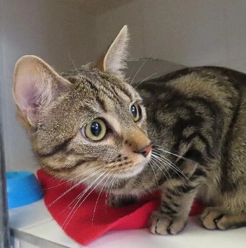 SAYANE, TIGRE male puppy mixed breed for adoption at SPA de Lyon et du Sud-Est