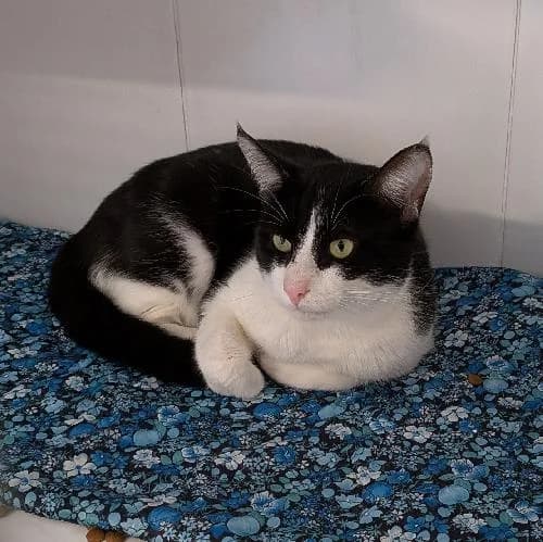 ZIPPO, BICOLORE - NOIR - BLANC male 6yo mixed breed for adoption at SPA de Lyon et du Sud-Est
