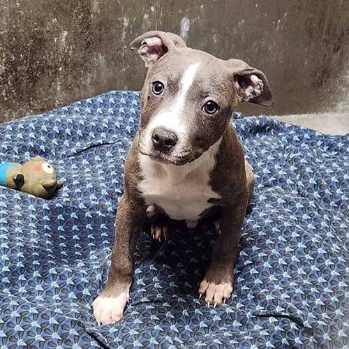 BLUE EX ACHILLE, BICOLORE - BRINGE - BLANC male puppy Mixed Breed for adoption at SPA de Lyon et du Sud-Est