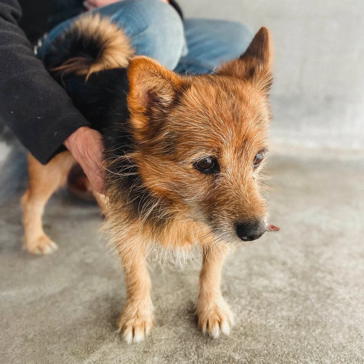 KINY, senior Yorkshire Terrier for adoption at SPA de Lyon et du Sud-Est