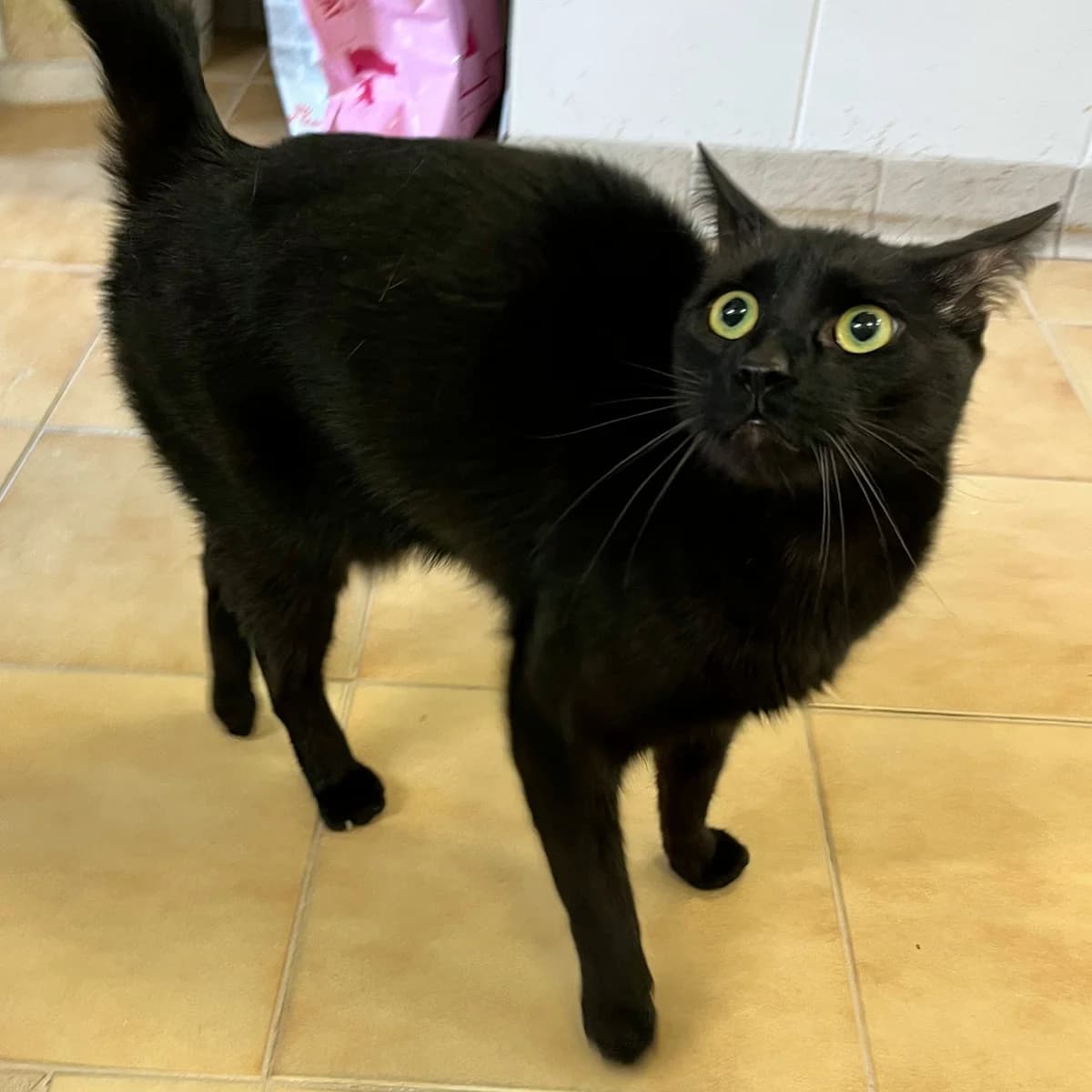 SIMBA, NOIR European Shorthair for adoption at SPA de Lyon et du Sud-Est