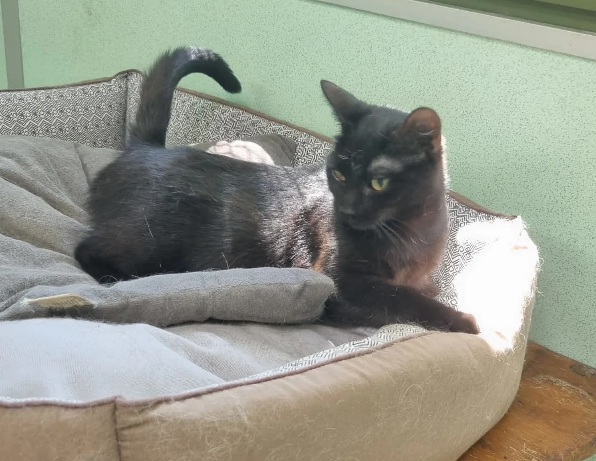 Chatte européenne, puppy Mixed Breed for adoption at SPA de Marly, Marly